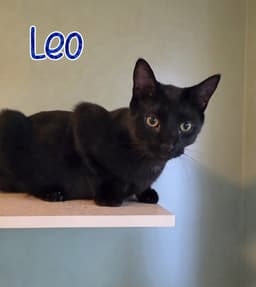 Leo image 2