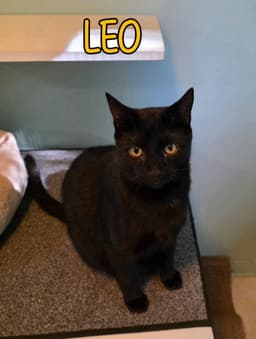 Leo image 3