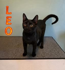 Leo image 4