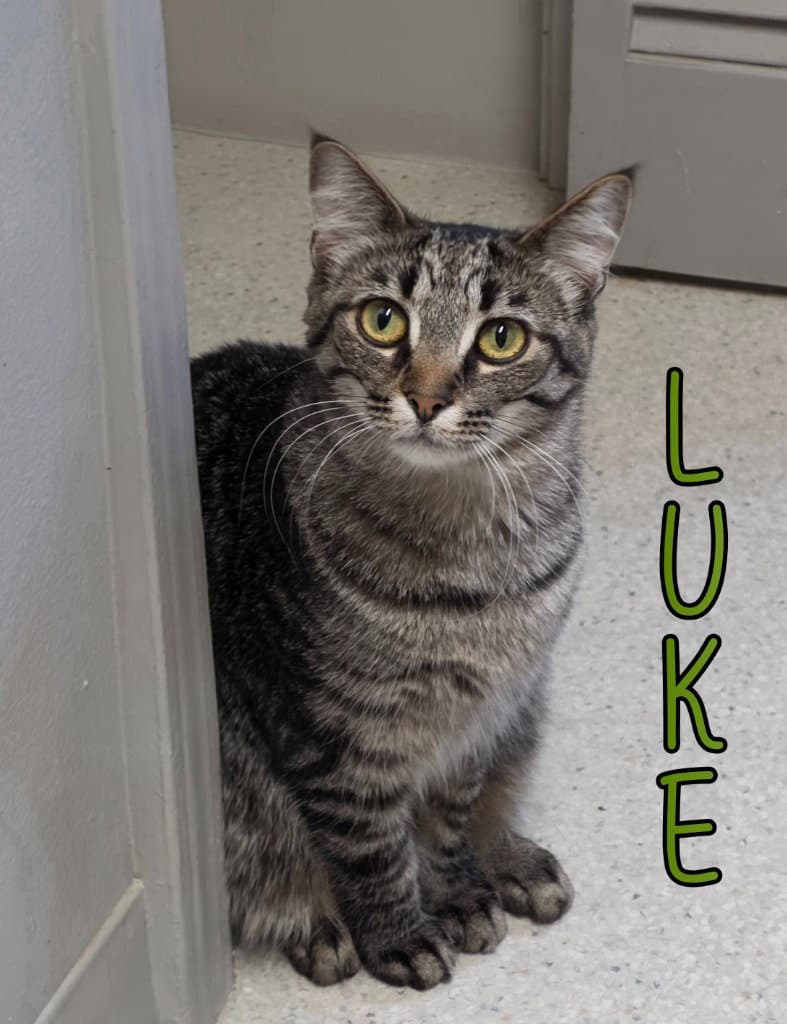 Luke - Domestic Short Hair