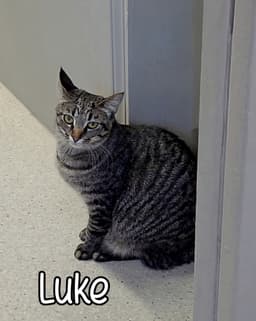 Luke image 2