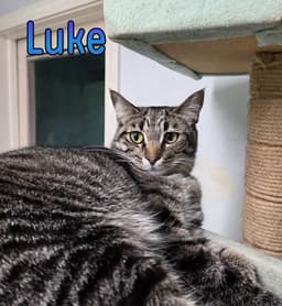 Luke image 3