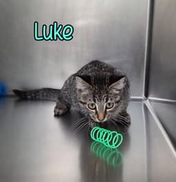 Luke image 4