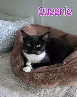 Queenie image 2