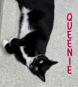 Queenie image 3