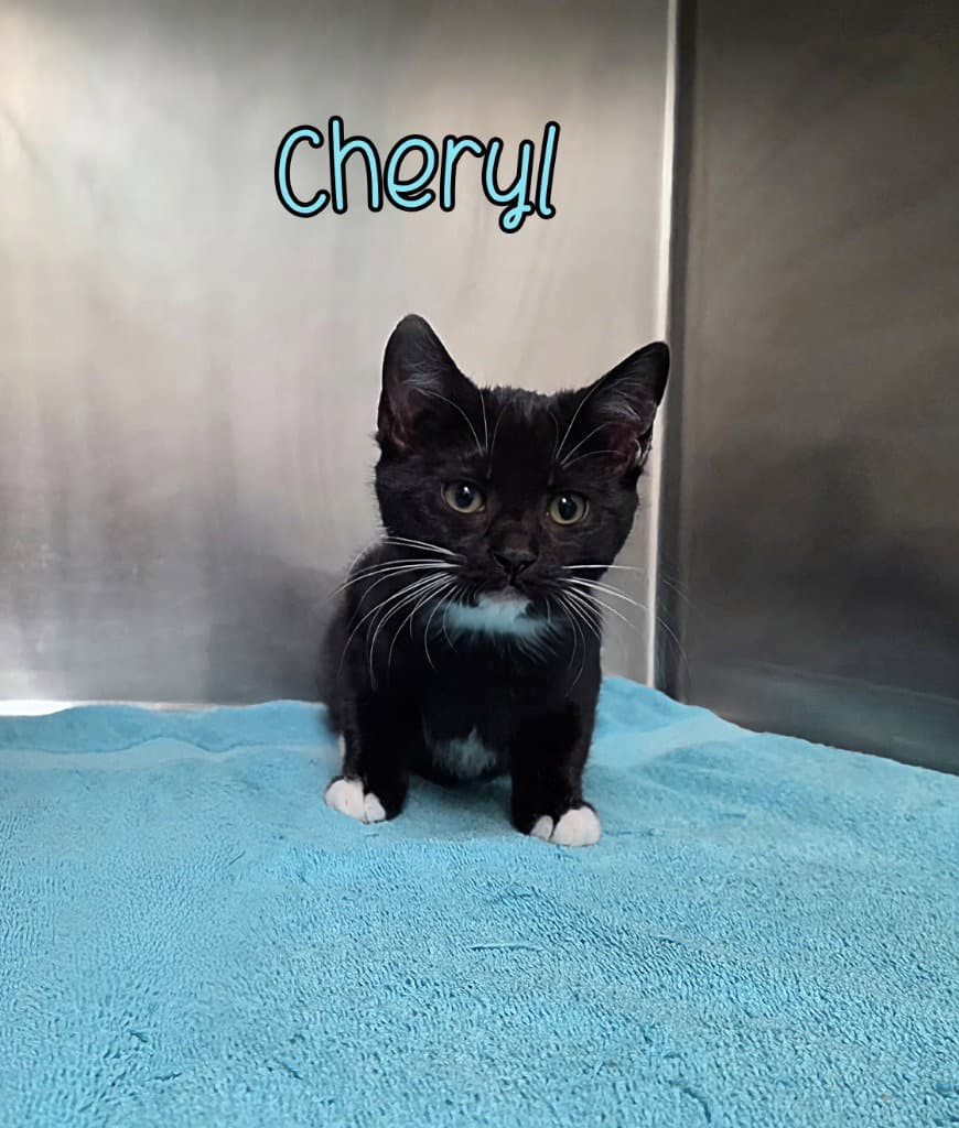 Cheryl - Domestic Short Hair