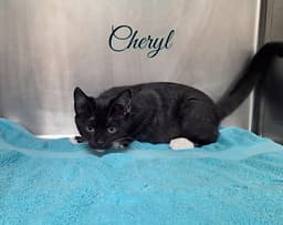 Cheryl image 2