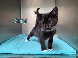 Cheryl image 3