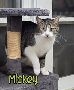 Mickey image 2
