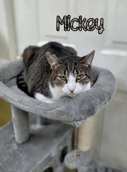 Mickey image 3