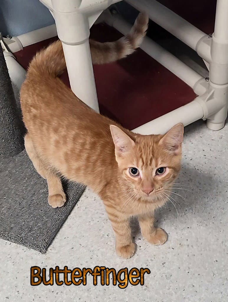 Butterfinger - Domestic Short Hair