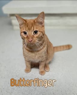 Butterfinger image 2