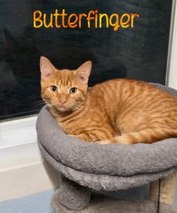 Butterfinger image 3