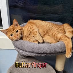 Butterfinger image 4