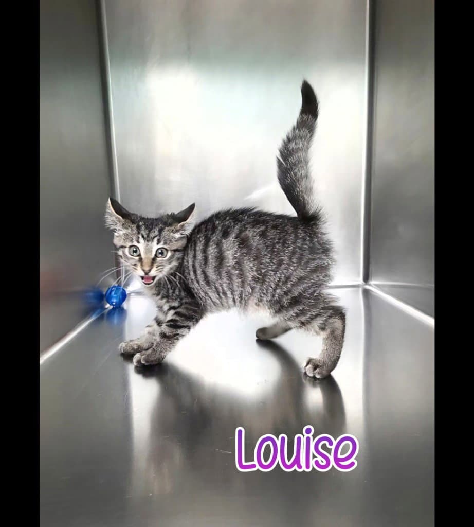 Louise - Domestic Short Hair