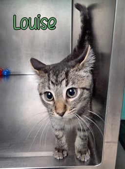 Louise image 3