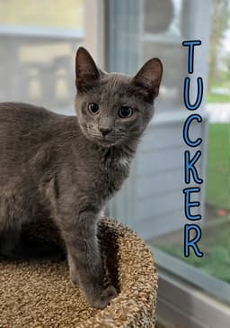 Tucker image 1