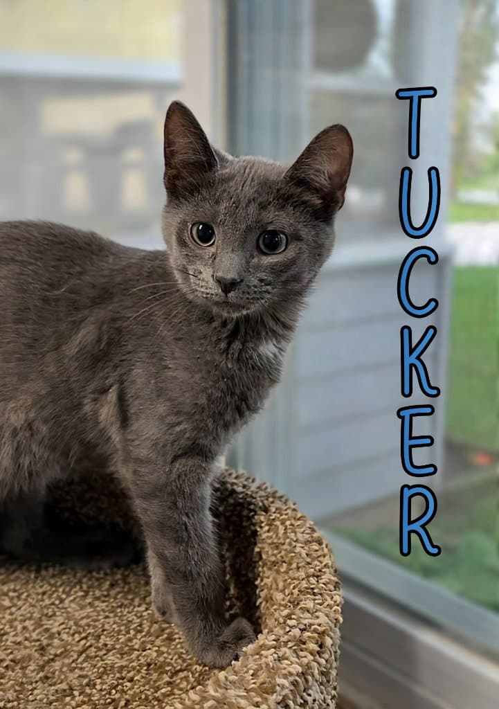 Tucker - Domestic Short Hair