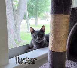 Tucker image 2