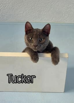 Tucker image 3