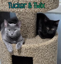 Tucker image 4