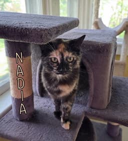 Nadia image 1