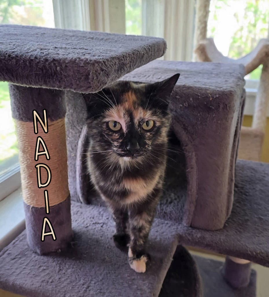 Nadia - Domestic Short Hair