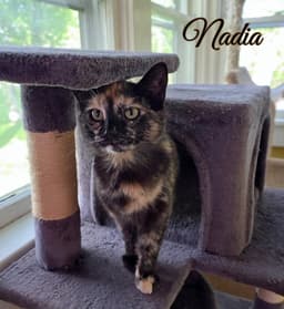 Nadia image 2