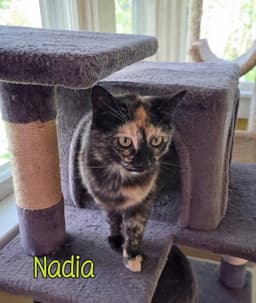 Nadia image 3