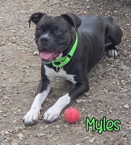 Myles image 1