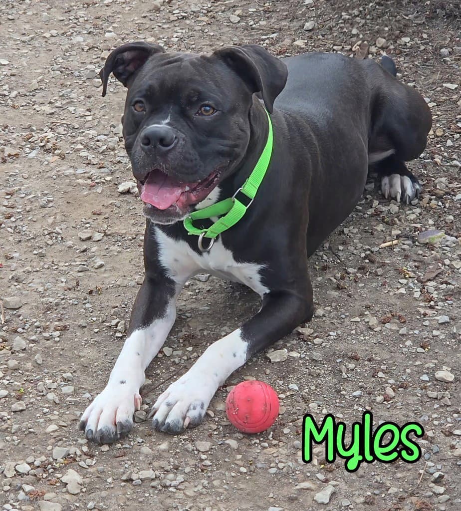 Myles - Boxer