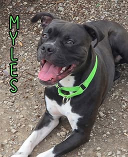 Myles image 3