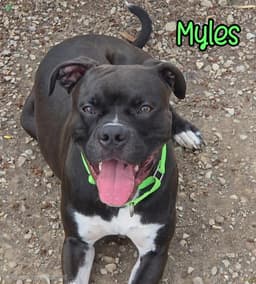 Myles image 4