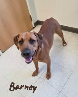 Barney image 1