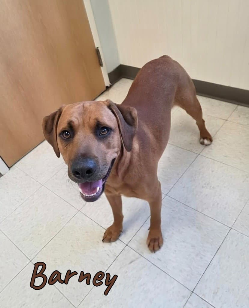 Barney - Redbone Coonhound