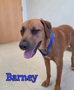 Barney image 2