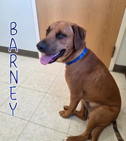 Barney image 3