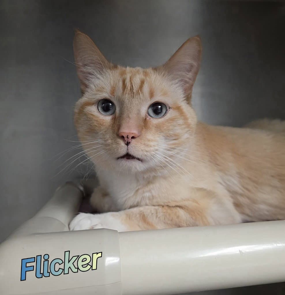 Flicker - Siamese