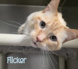 Flicker image 2