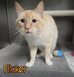 Flicker image 3