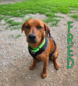 Fred image 1