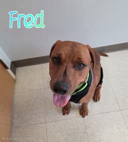 Fred image 2