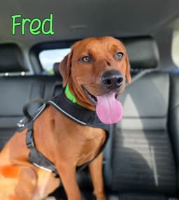 Fred image 3
