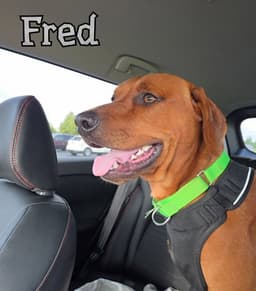 Fred image 4