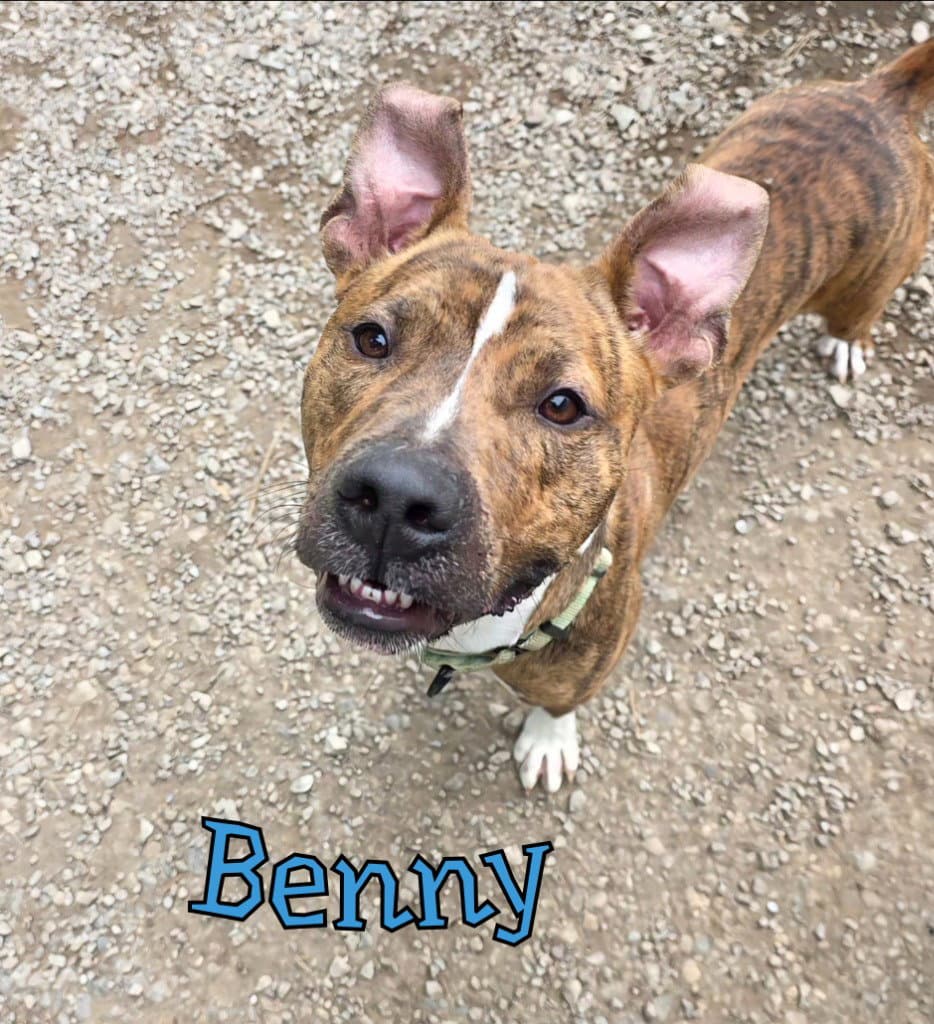 Benny - Pit Bull Terrier