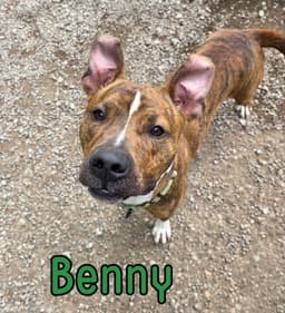 Benny image 2