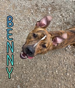 Benny image 3