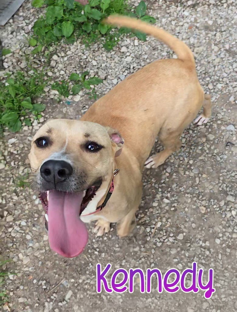Kennedy - Pit Bull Terrier