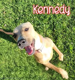 Kennedy image 2