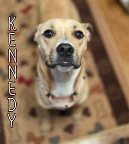 Kennedy image 3